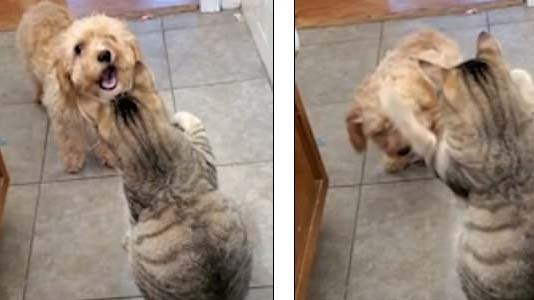 Hài hước cảnh chó con gọi chó to đến cứu viện vì bị mèo “đầu gấu” bắt nạt